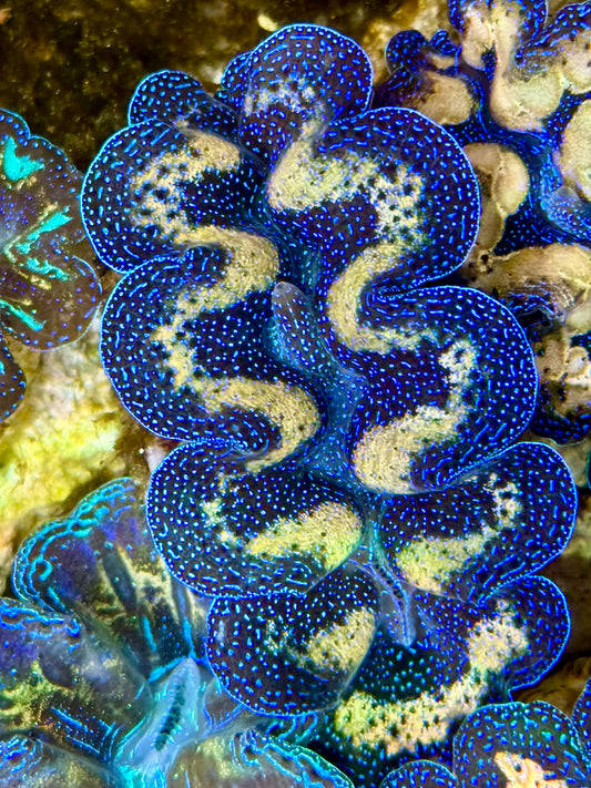 Captive Bred Cultured Tridacna Clam 2” to 2.5 inches J