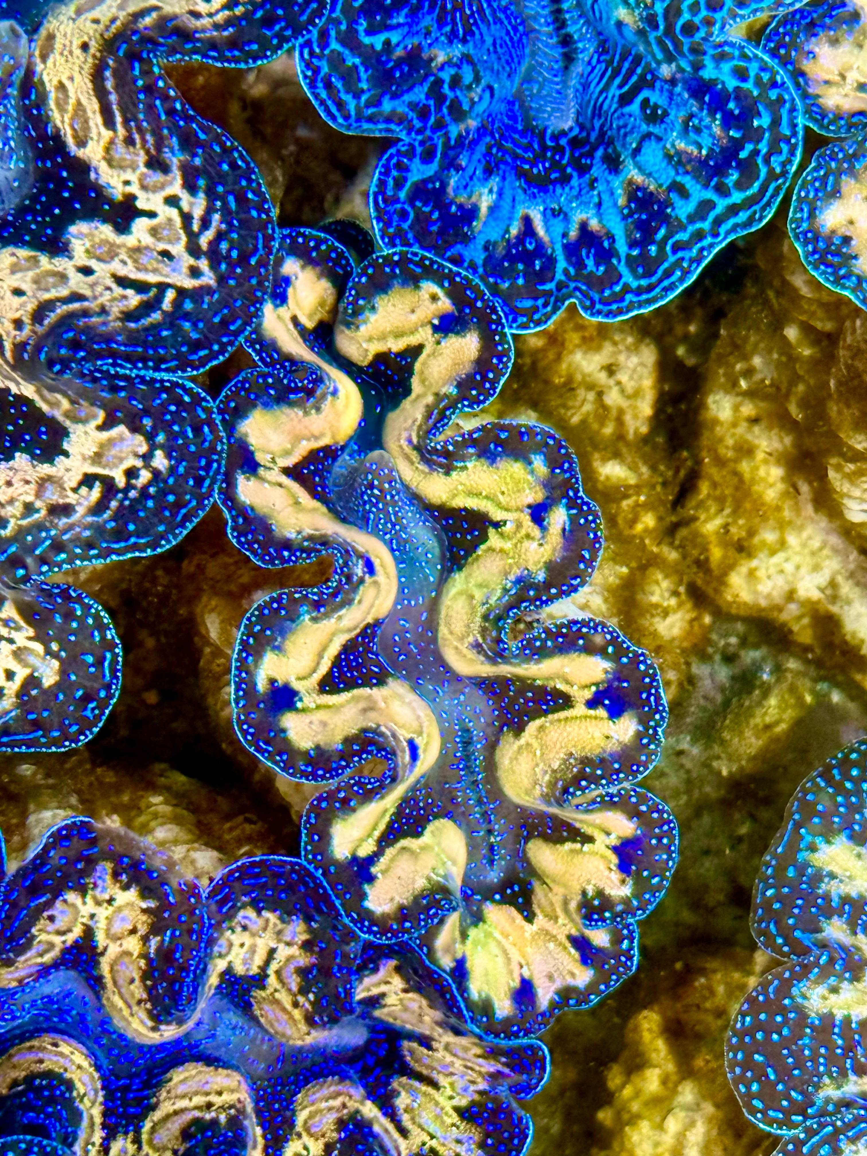 Captive Bred Cultured Tridacna Clam 2” to 2.5 inches J – Clam Mania