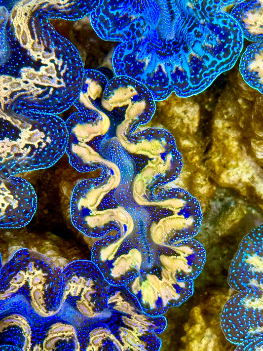 Captive Bred Cultured Tridacna Clam 2” to 2.5 inches J