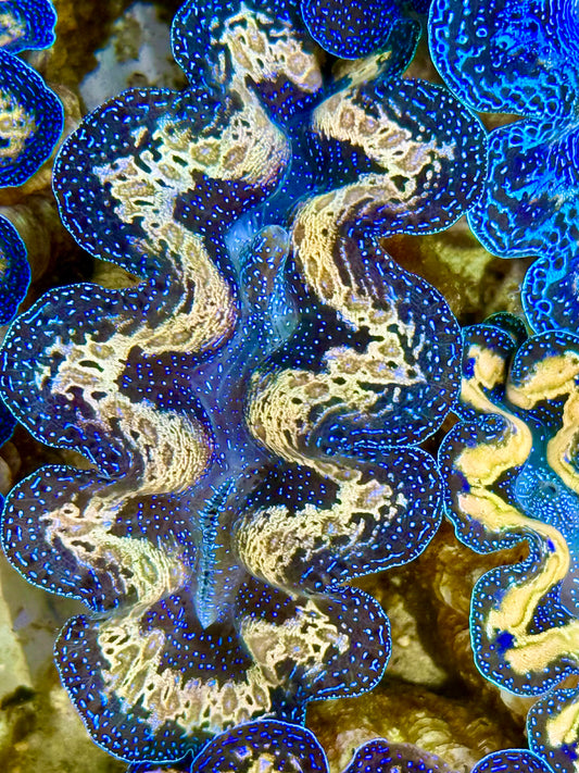 Captive Bred Cultured Tridacna Clam 2” to 2.5 inches J