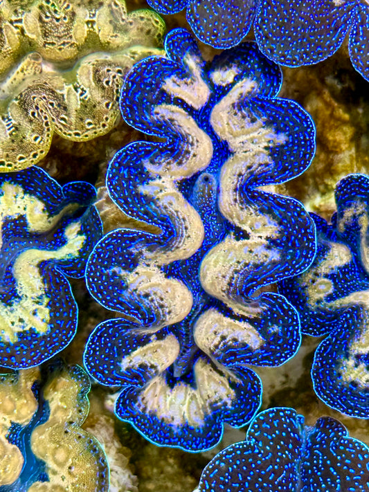 Captive Bred Cultured Tridacna Clam 2” to 2.5 inches J