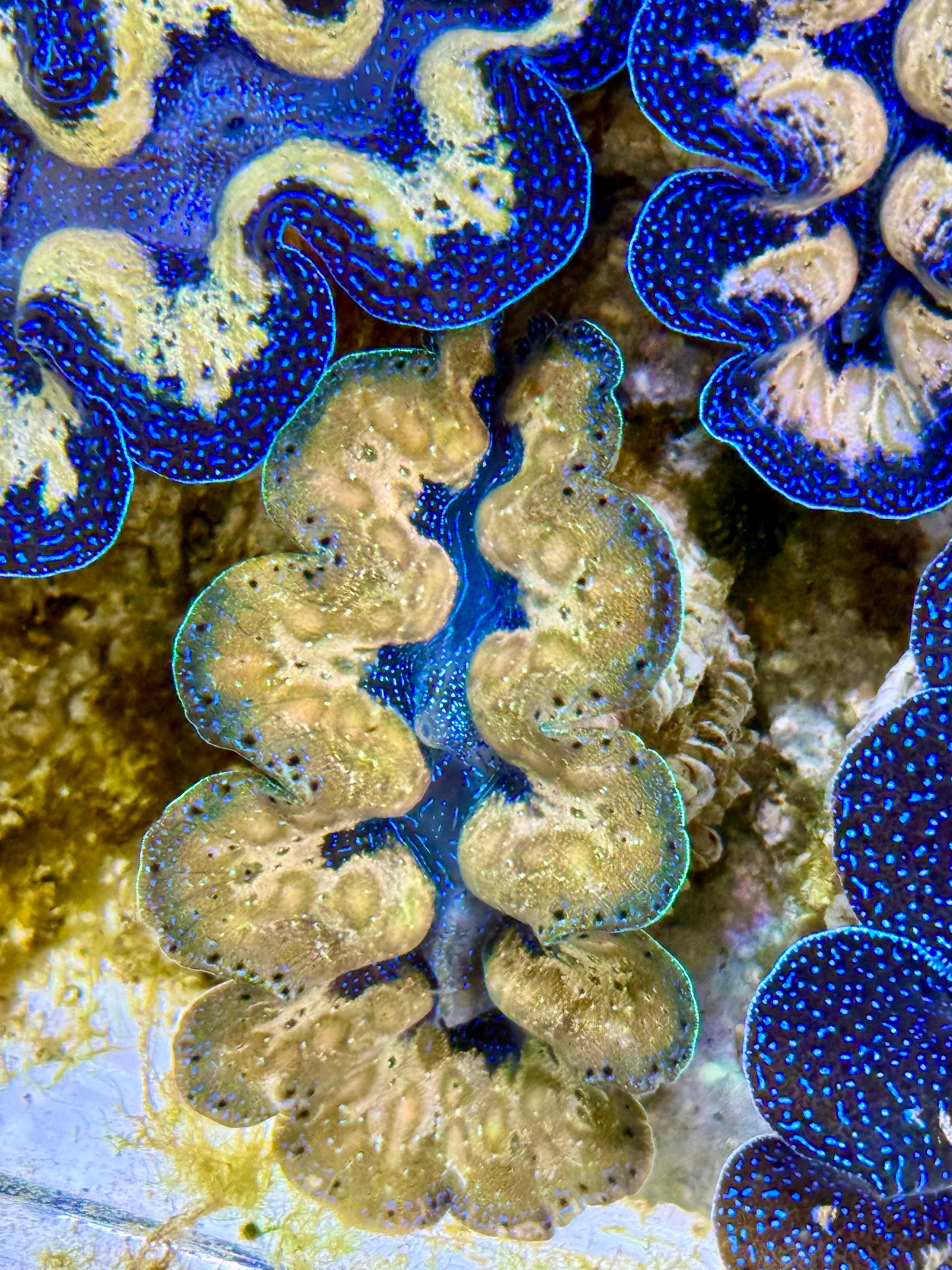 Captive Bred Cultured Tridacna Clam 2” to 2.5 inches J