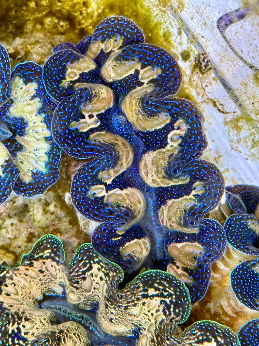 Captive Bred Cultured Tridacna Clam 2” to 2.5 inches J