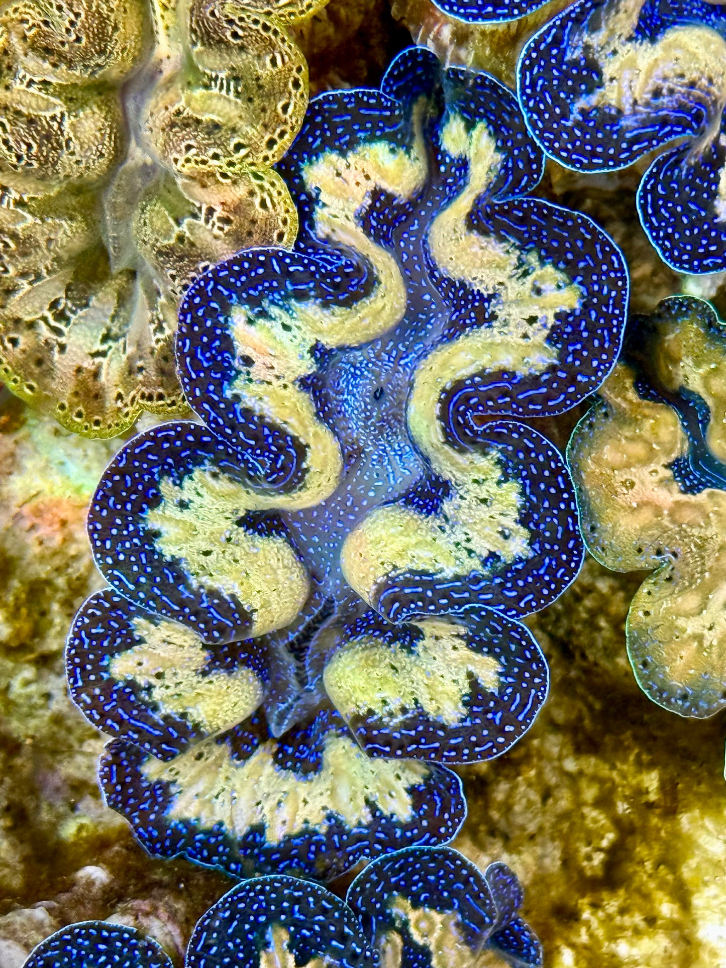 Captive Bred Cultured Tridacna Clam 2” to 2.5 inches J