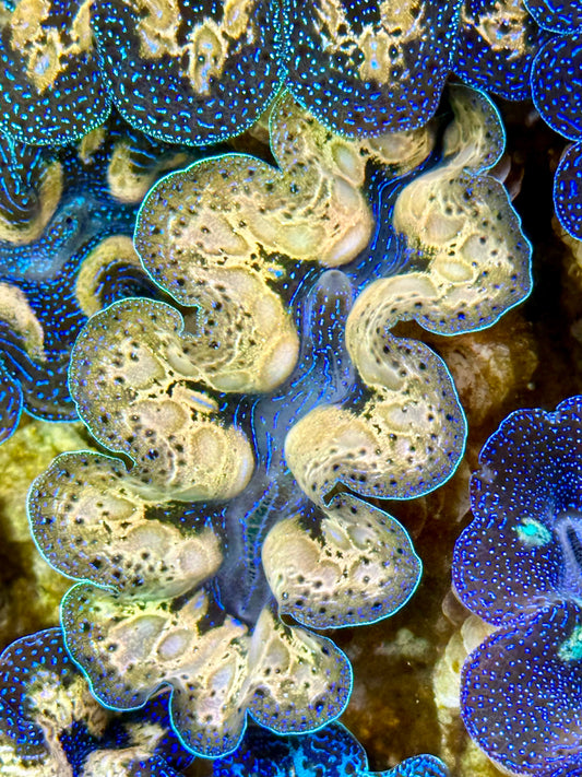 Captive Bred Cultured Tridacna Clam 2” to 2.5 inches J