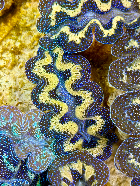 Captive Bred Cultured Tridacna Clam 2” to 2.5 inches J