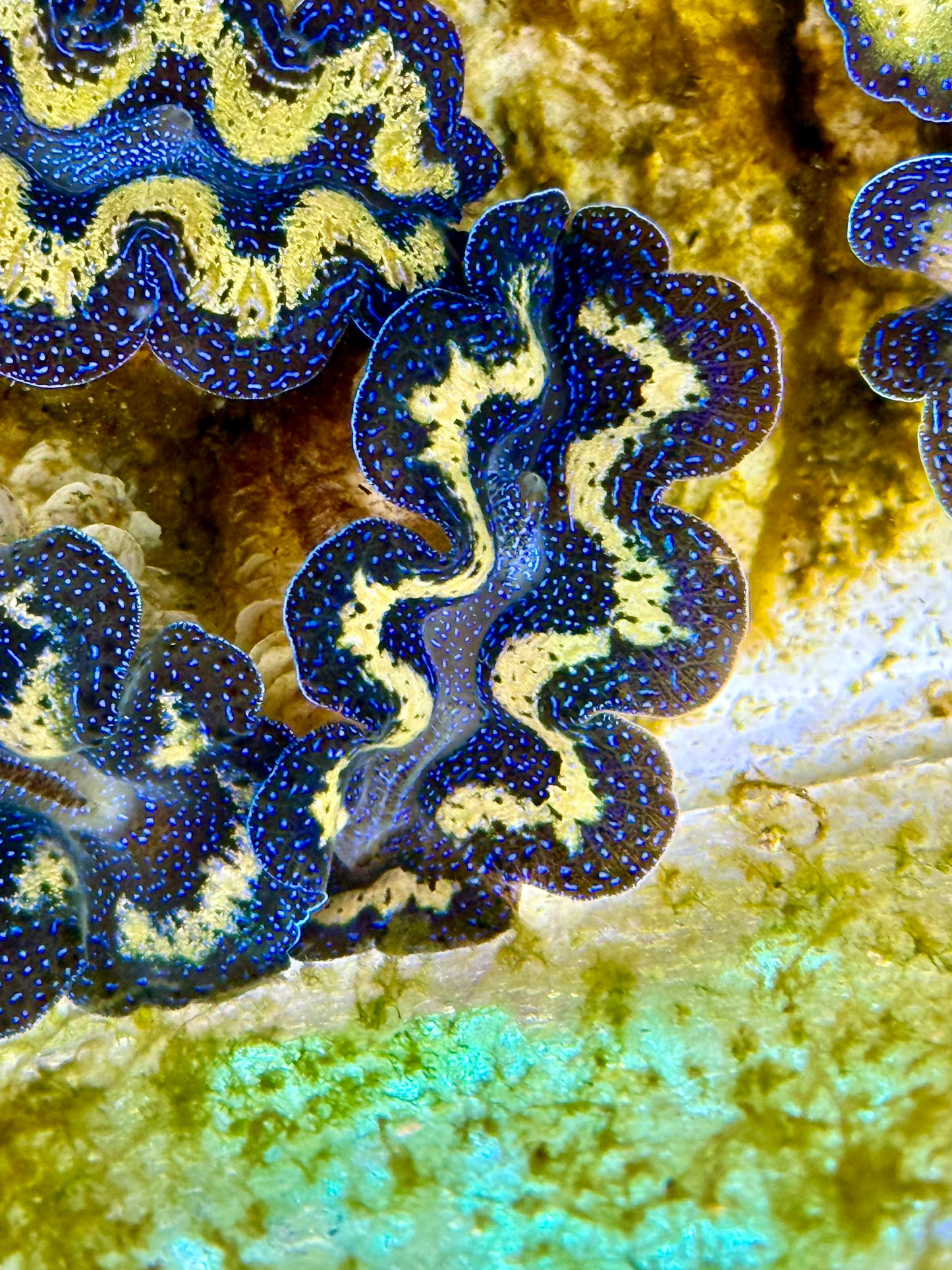 Captive Bred Cultured Tridacna Clam 2” to 2.5 inches J