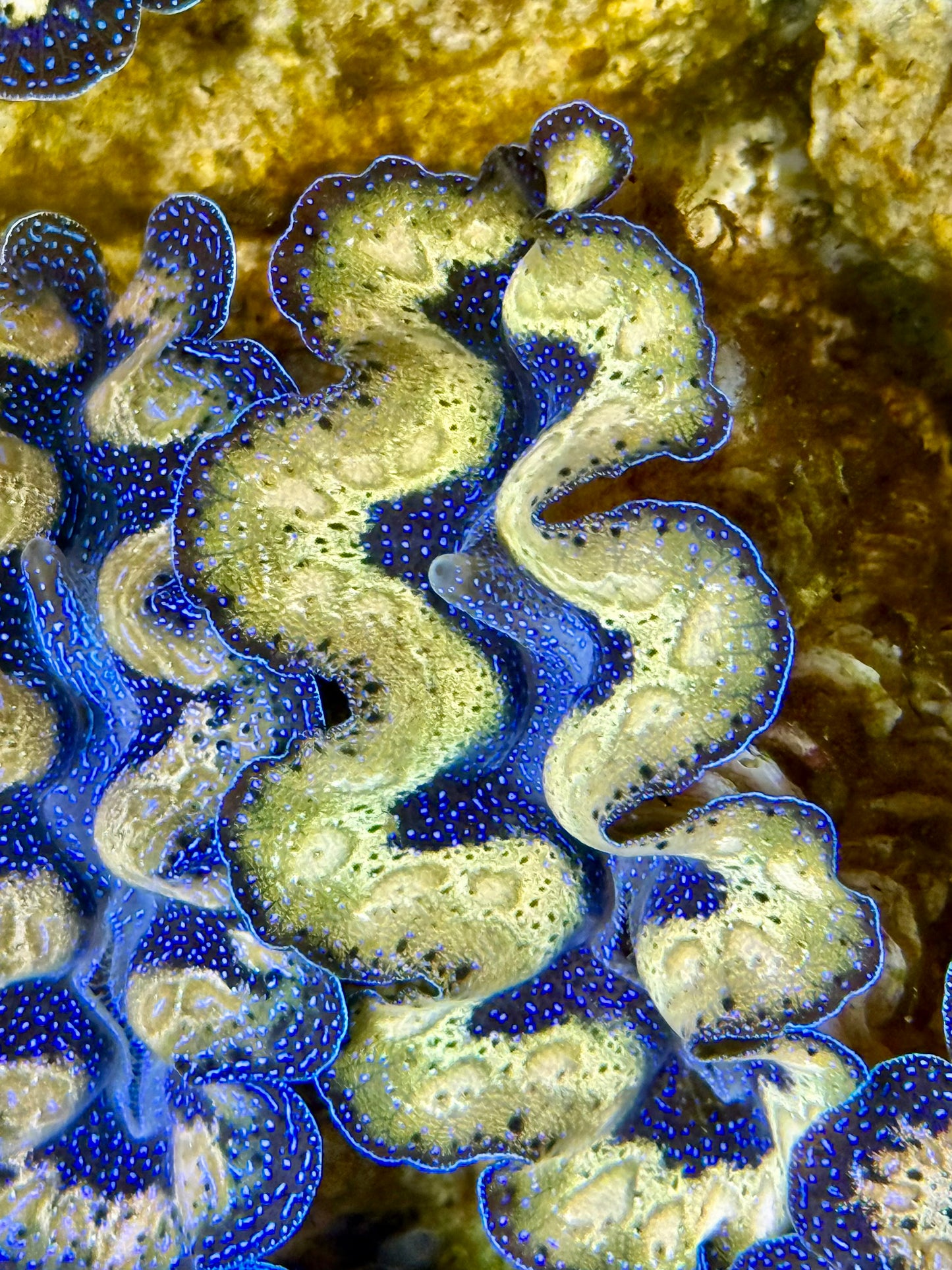 Captive Bred Cultured Tridacna Clam 2” to 2.5 inches J