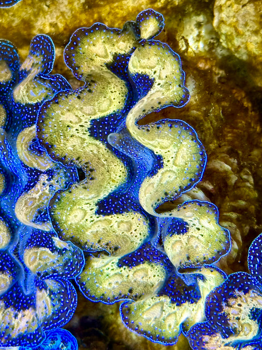 Captive Bred Cultured Tridacna Clam 2” to 2.5 inches J