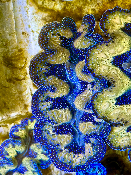 Captive Bred Cultured Tridacna Clam 2” to 2.5 inches J