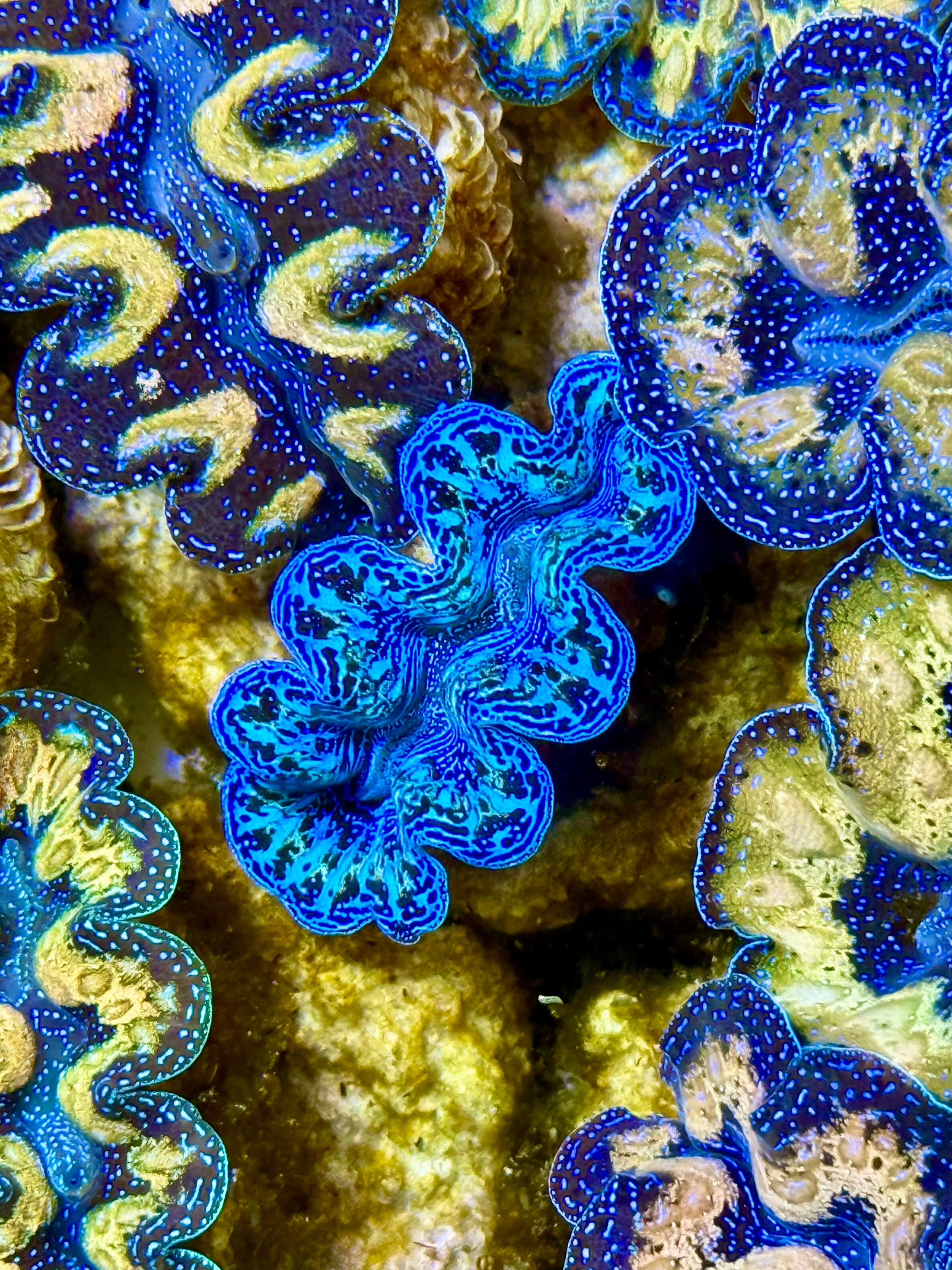 Captive Bred Cultured Tridacna Clam 2” to 2.5 inches J