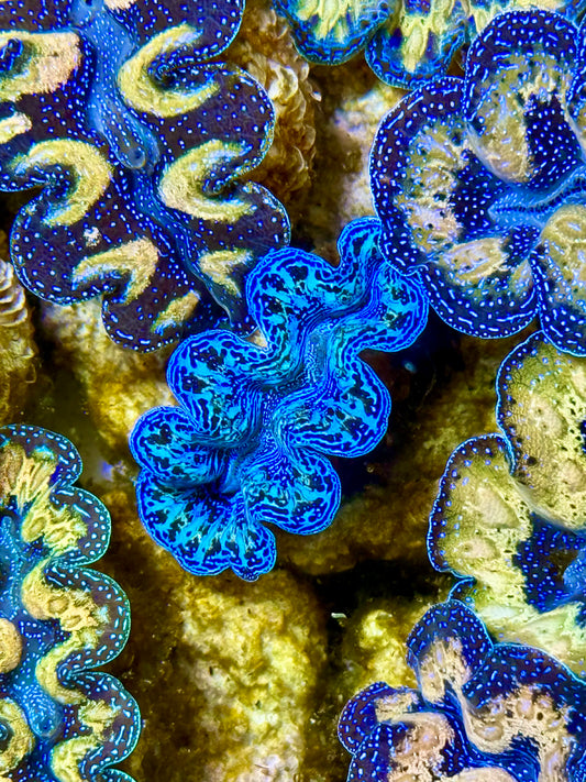 Captive Bred Cultured Tridacna Clam 2” to 2.5 inches J