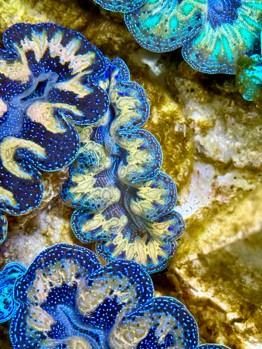 Captive Bred Cultured Tridacna Clam 2” to 2.5 inches J