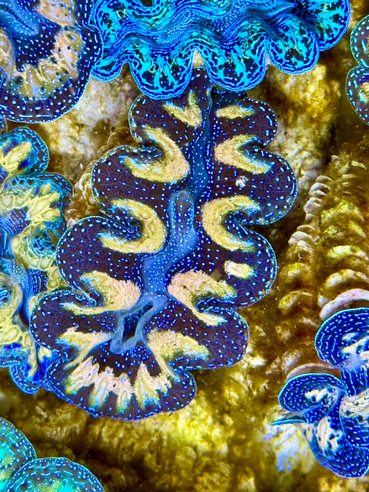 Captive Bred Cultured Tridacna Clam 2” to 2.5 inches J