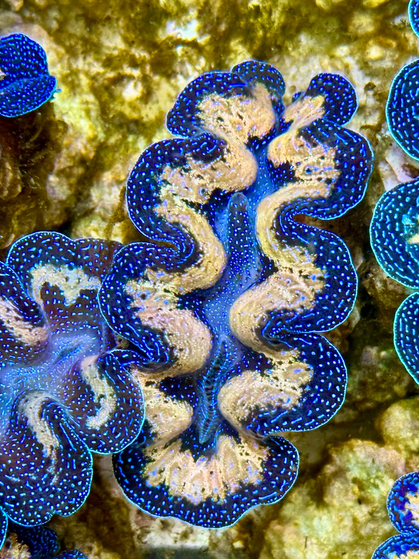 Captive Bred Cultured Tridacna Clam 2” to 2.5 inches J