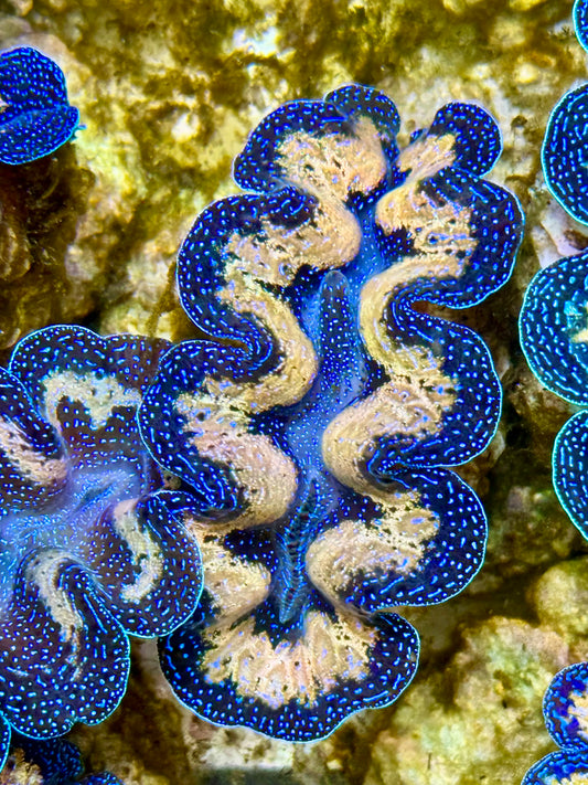 Captive Bred Cultured Tridacna Clam 2” to 2.5 inches J