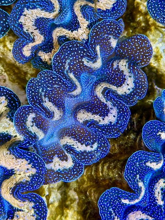 Captive Bred Cultured Tridacna Clam 2” to 2.5 inches J