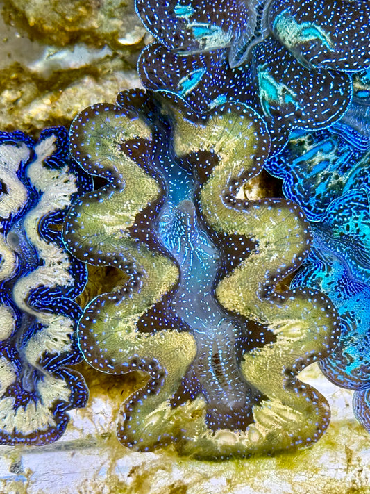 Captive Bred Cultured Tridacna Clam 2” to 2.5 inches K