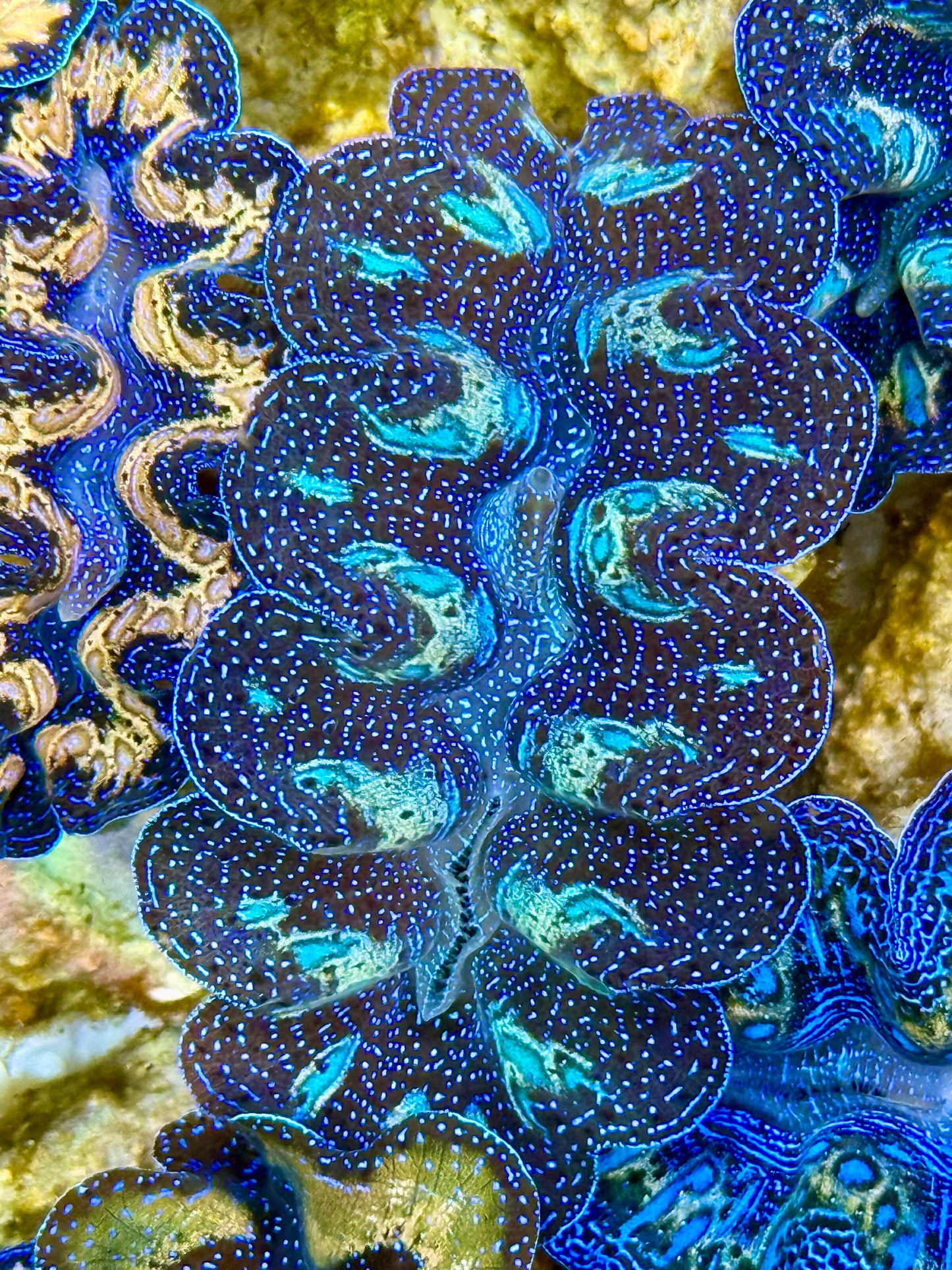 Captive Bred Cultured Rainbow Tridacna Clam 2” to 2.5 inches K