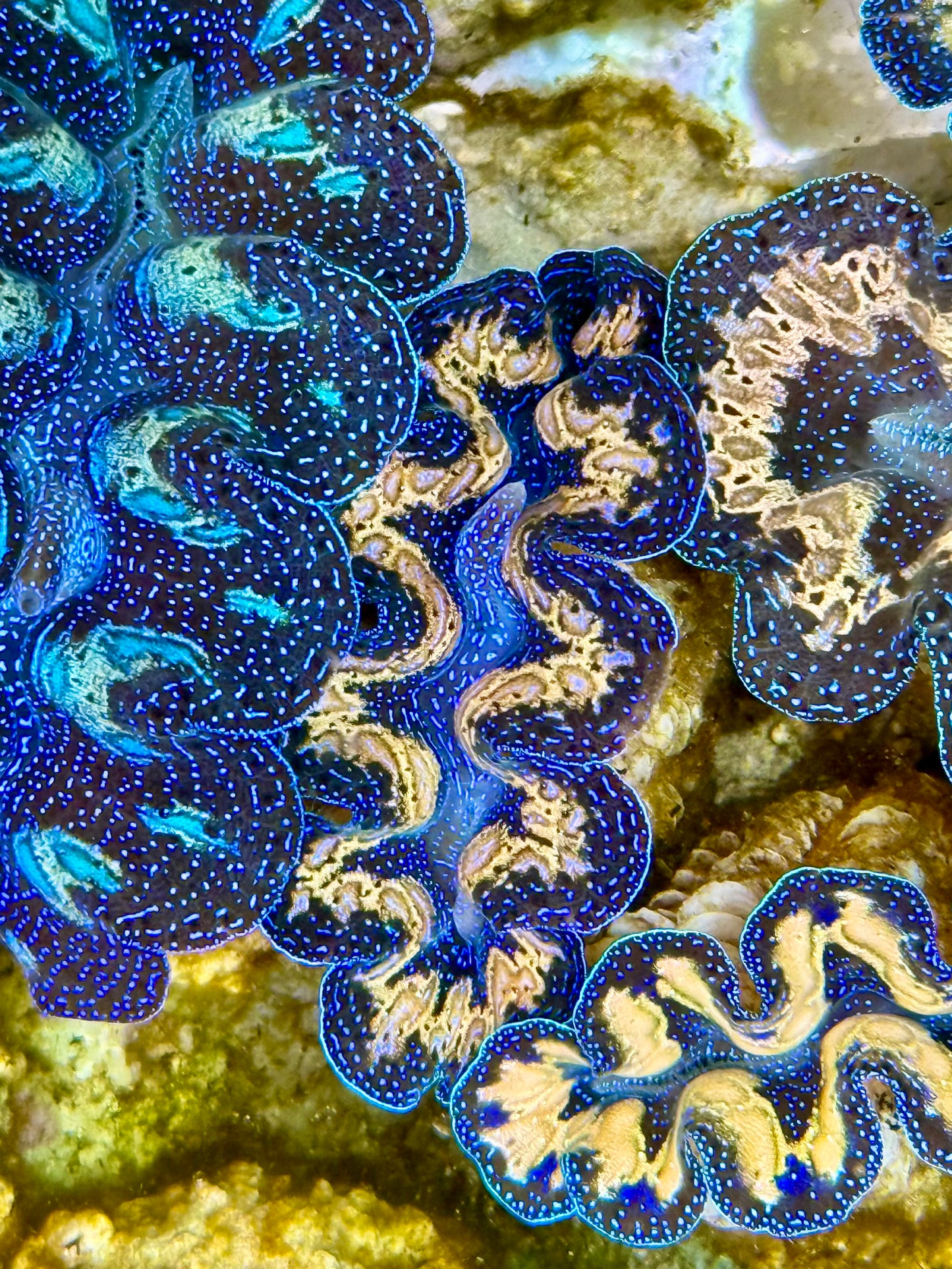 Captive Bred Cultured Tridacna Clam 2” to 2.5 inches K