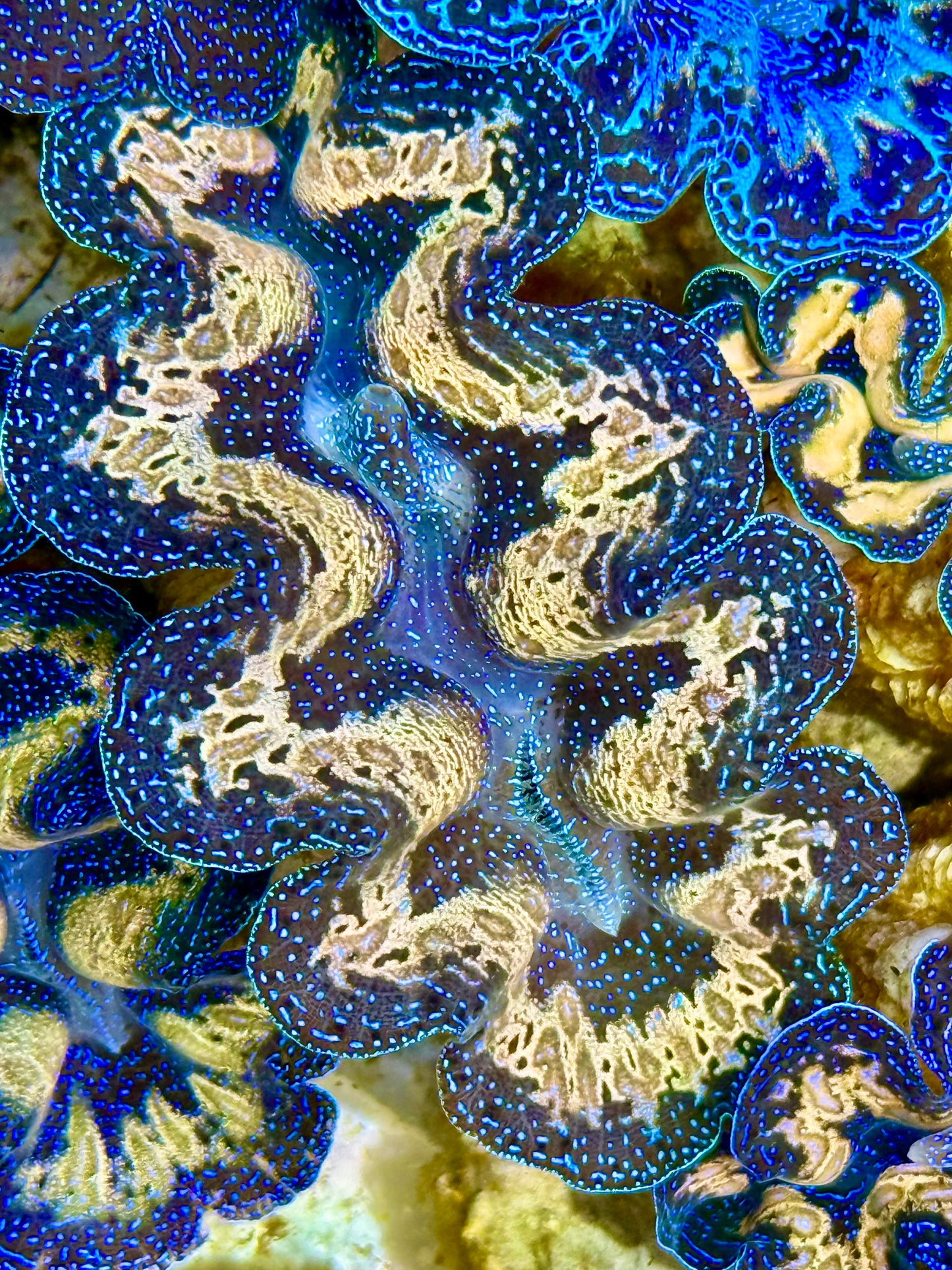 Captive Bred Cultured Tridacna Clam 2” to 2.5 inches K