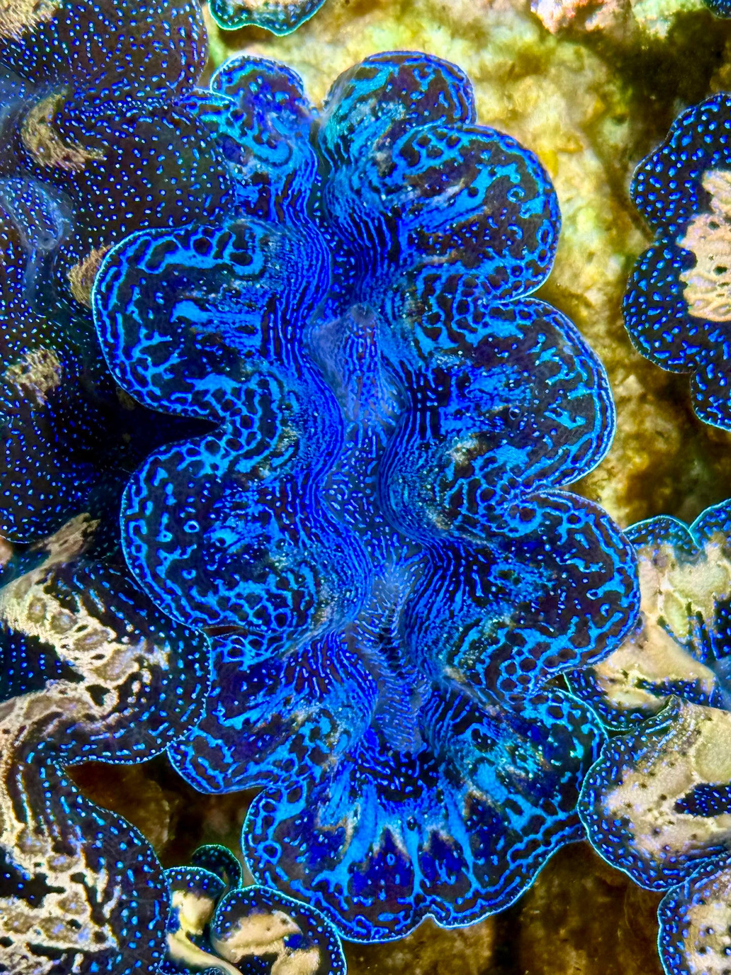 Captive Bred Cultured Rainbow Tridacna Clam 2” to 2.5 inches K