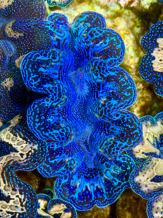 Captive Bred Cultured Rainbow Tridacna Clam 2” to 2.5 inches K