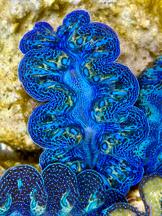 Captive Bred Cultured Rainbow Tridacna Clam 2” to 2.5 inches K