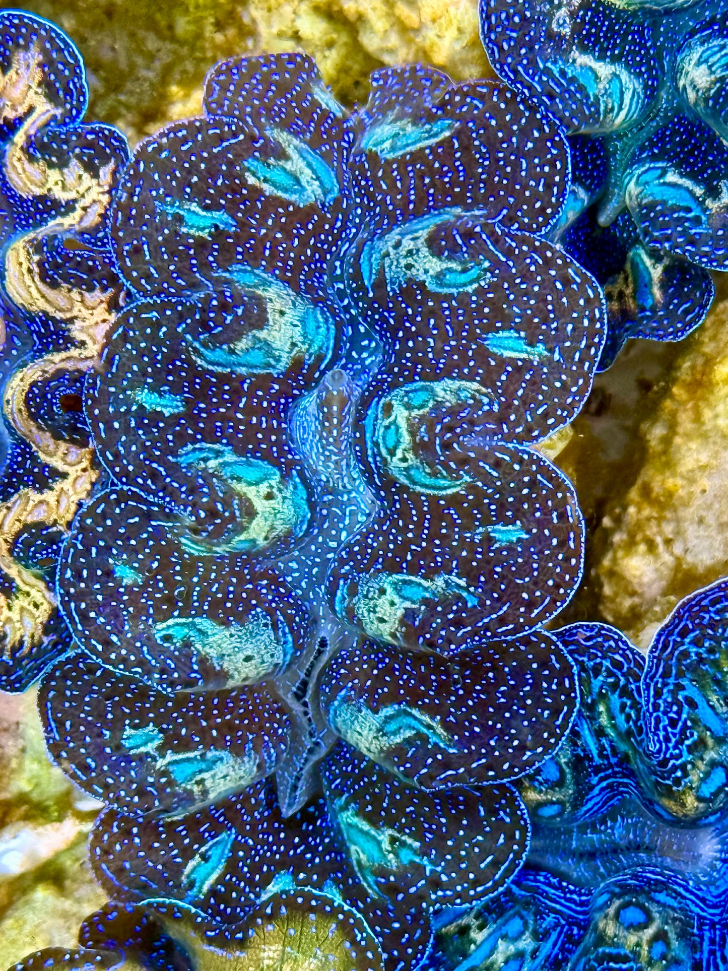 Captive Bred Cultured Rainbow Tridacna Clam 2” to 2.5 inches K