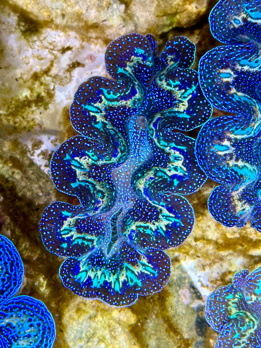 Captive Bred Cultured Rainbow Tridacna Clam 2” to 2.5 inches K