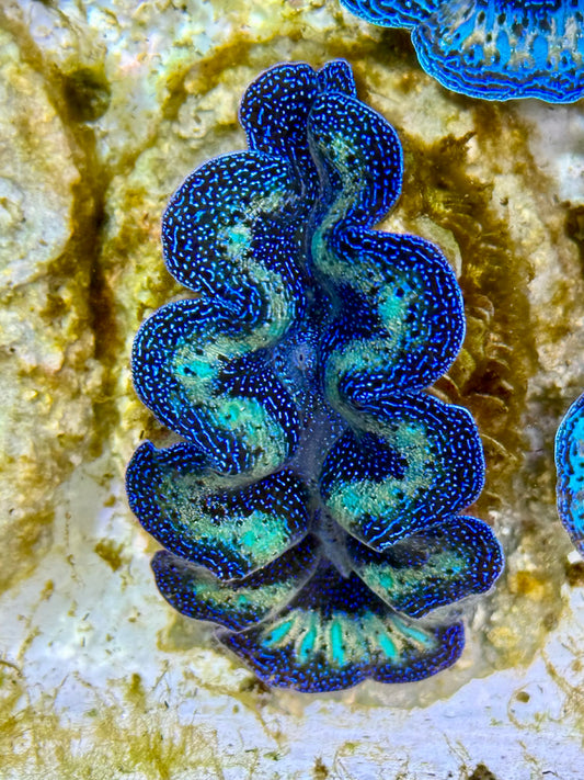 Captive Bred Cultured Rainbow Tridacna Clam 2” to 2.5 inches K