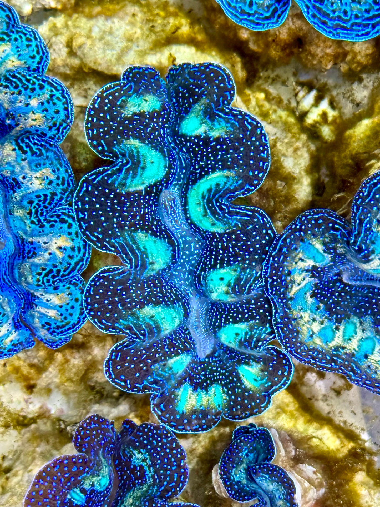 Captive Bred Cultured Rainbow Tridacna Clam 2” to 2.5 inches K