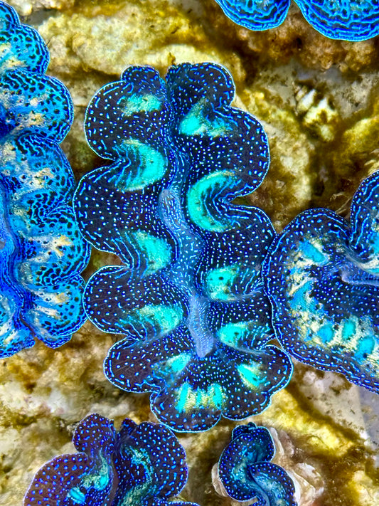 Captive Bred Cultured Rainbow Tridacna Clam 2” to 2.5 inches K