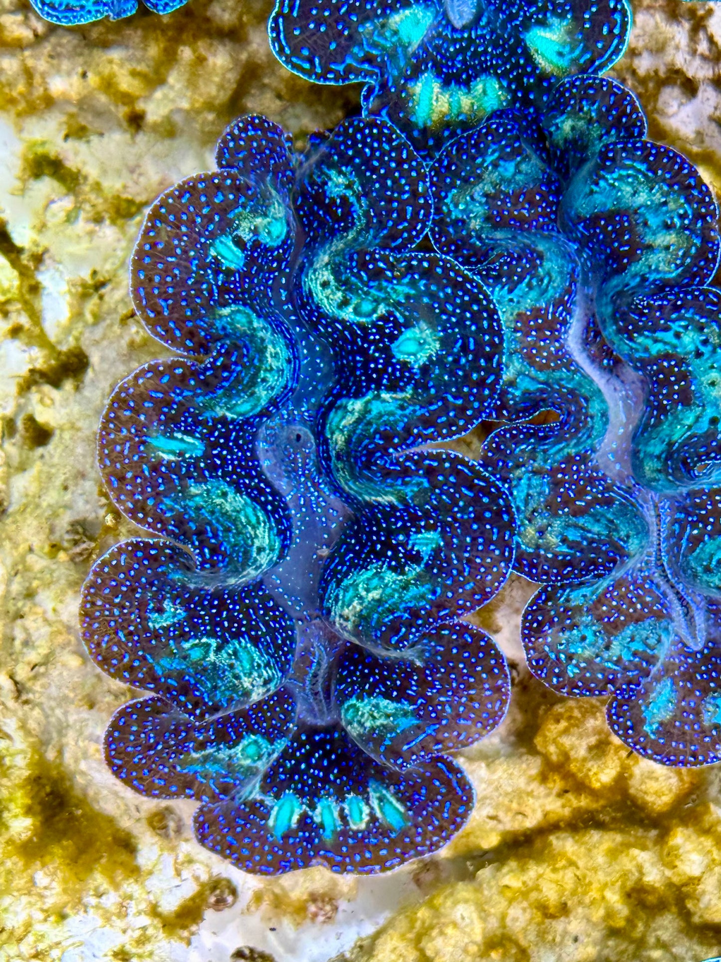 Captive Bred Cultured Rainbow Tridacna Clam 2” to 2.5 inches K