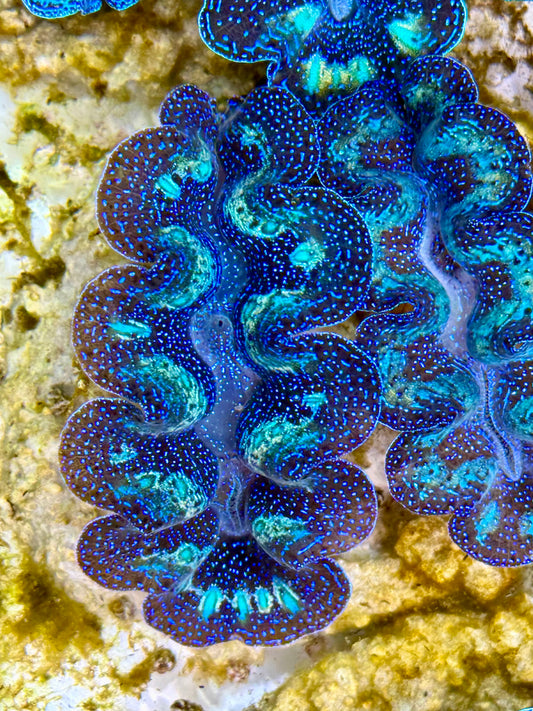 Captive Bred Cultured Rainbow Tridacna Clam 2” to 2.5 inches K