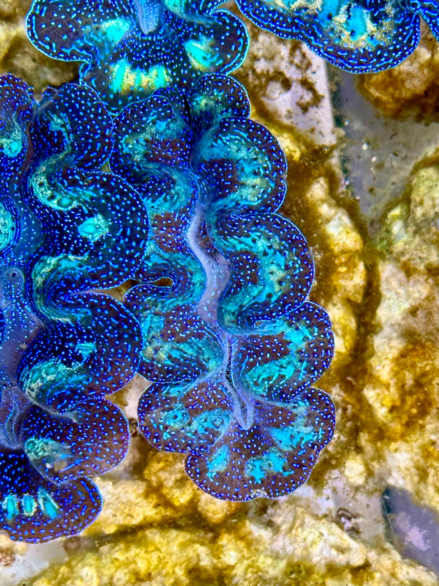 Captive Bred Cultured Rainbow Tridacna Clam 2” to 2.5 inches K