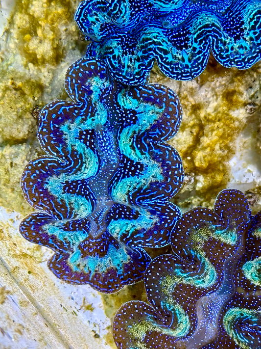 Captive Bred Cultured Rainbow Tridacna Clam 2” to 2.5 inches K