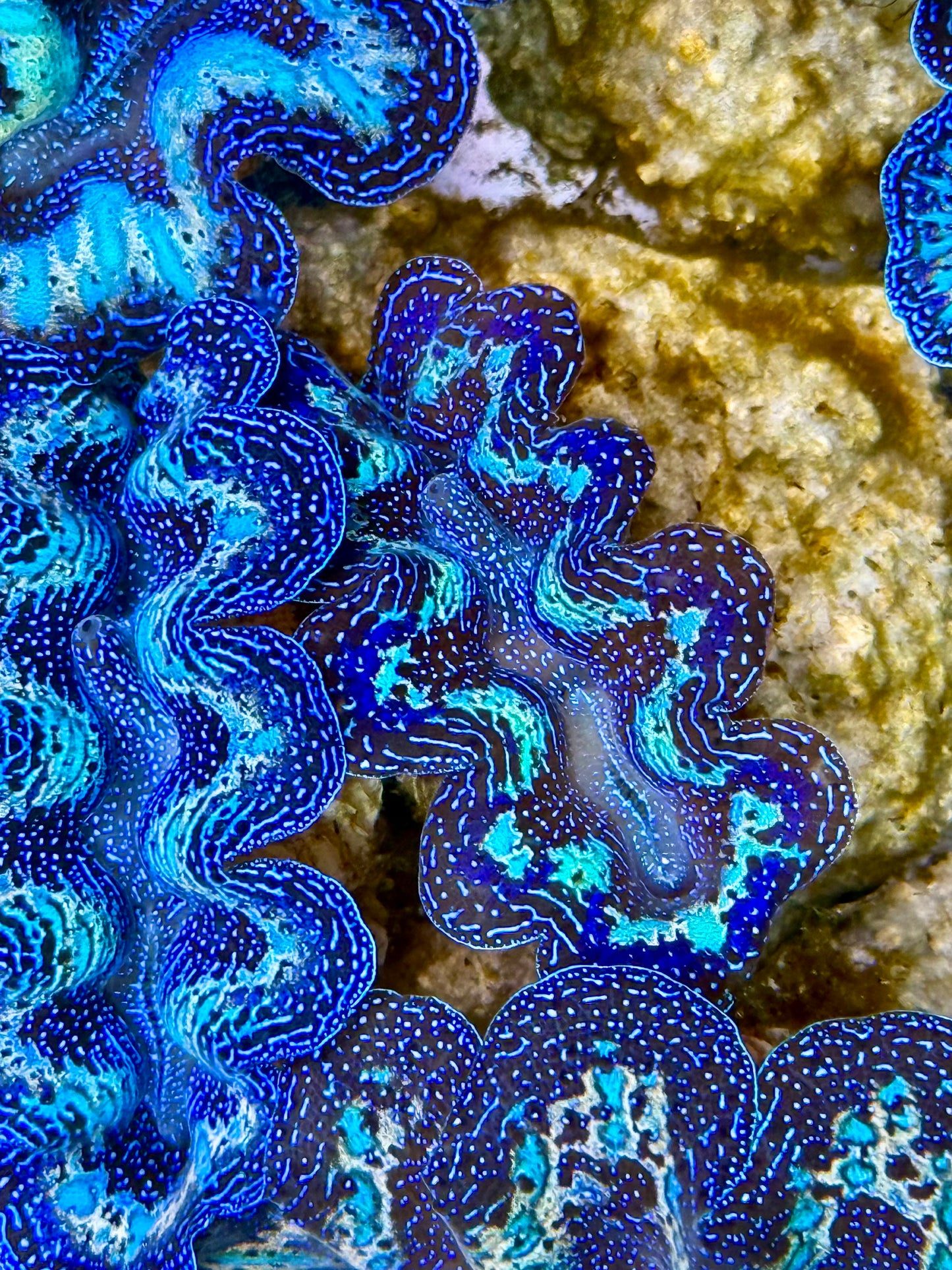 Captive Bred Cultured Rainbow Tridacna Clam 2” to 2.5 inches K