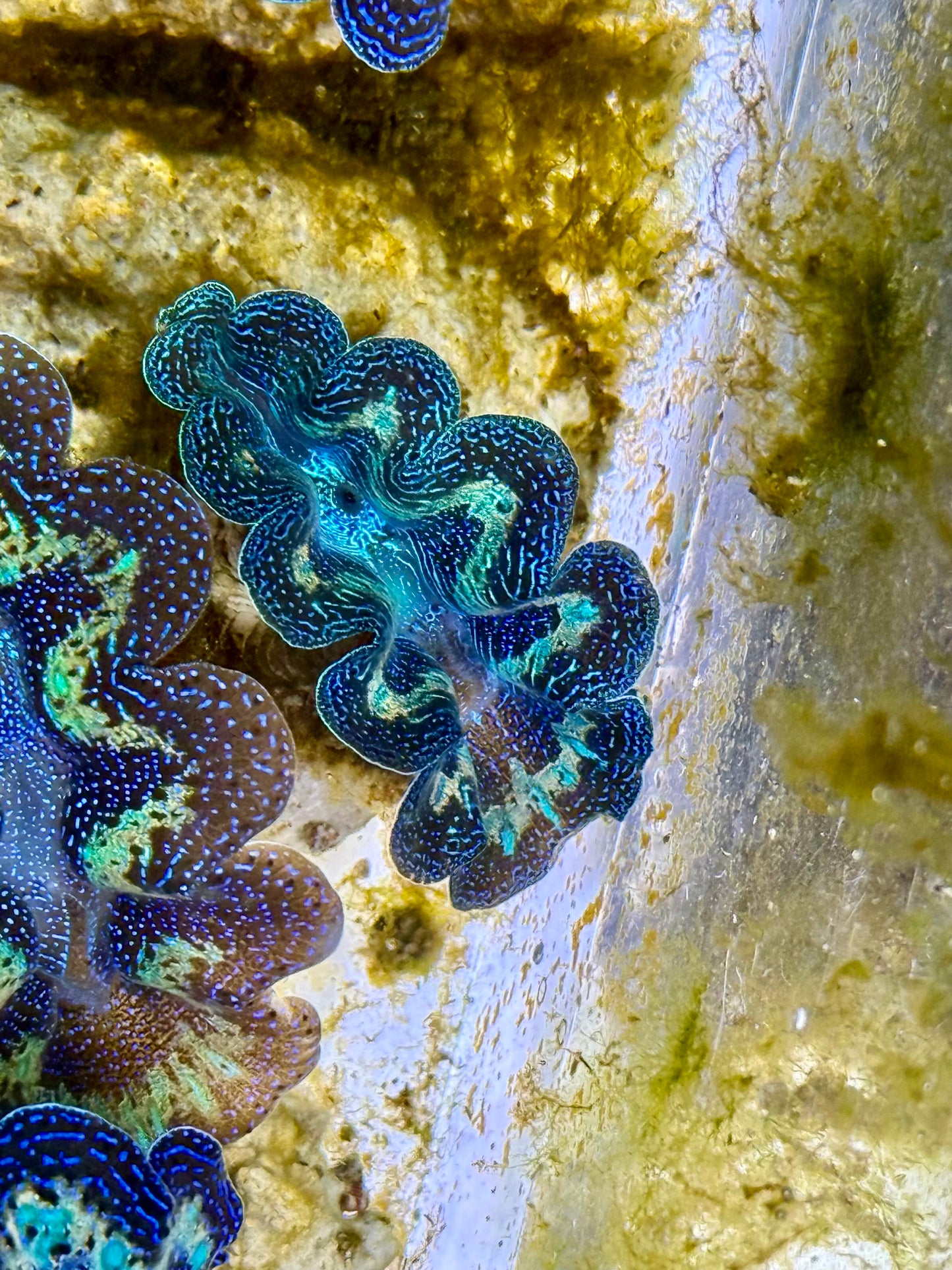 Captive Bred Cultured Rainbow Tridacna Clam 2” to 2.5 inches K
