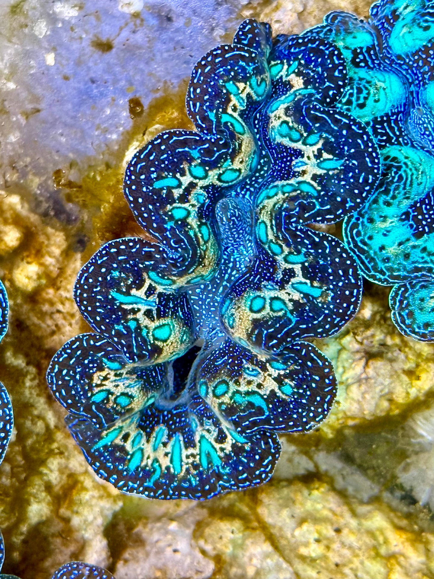 Captive Bred Cultured Rainbow Tridacna Clam 2” to 2.5 inches K