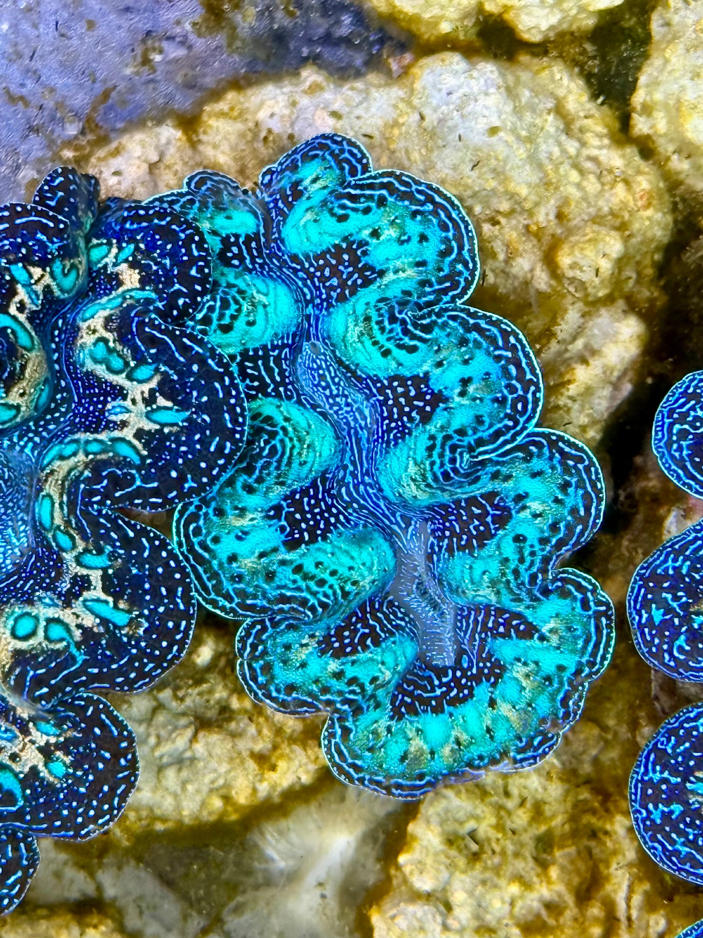 Captive Bred Cultured Rainbow Tridacna Clam 2” to 2.5 inches K