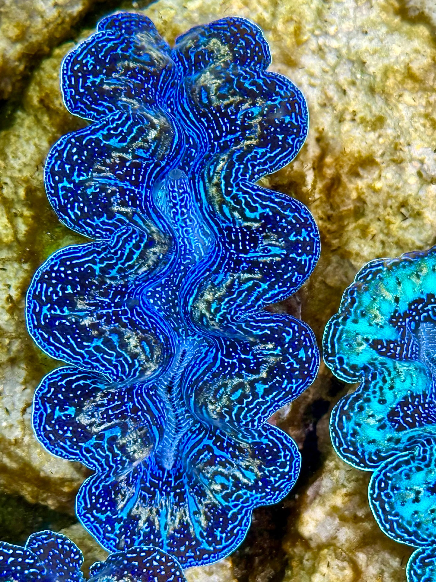 Captive Bred Cultured Rainbow Tridacna Clam 2” to 2.5 inches K