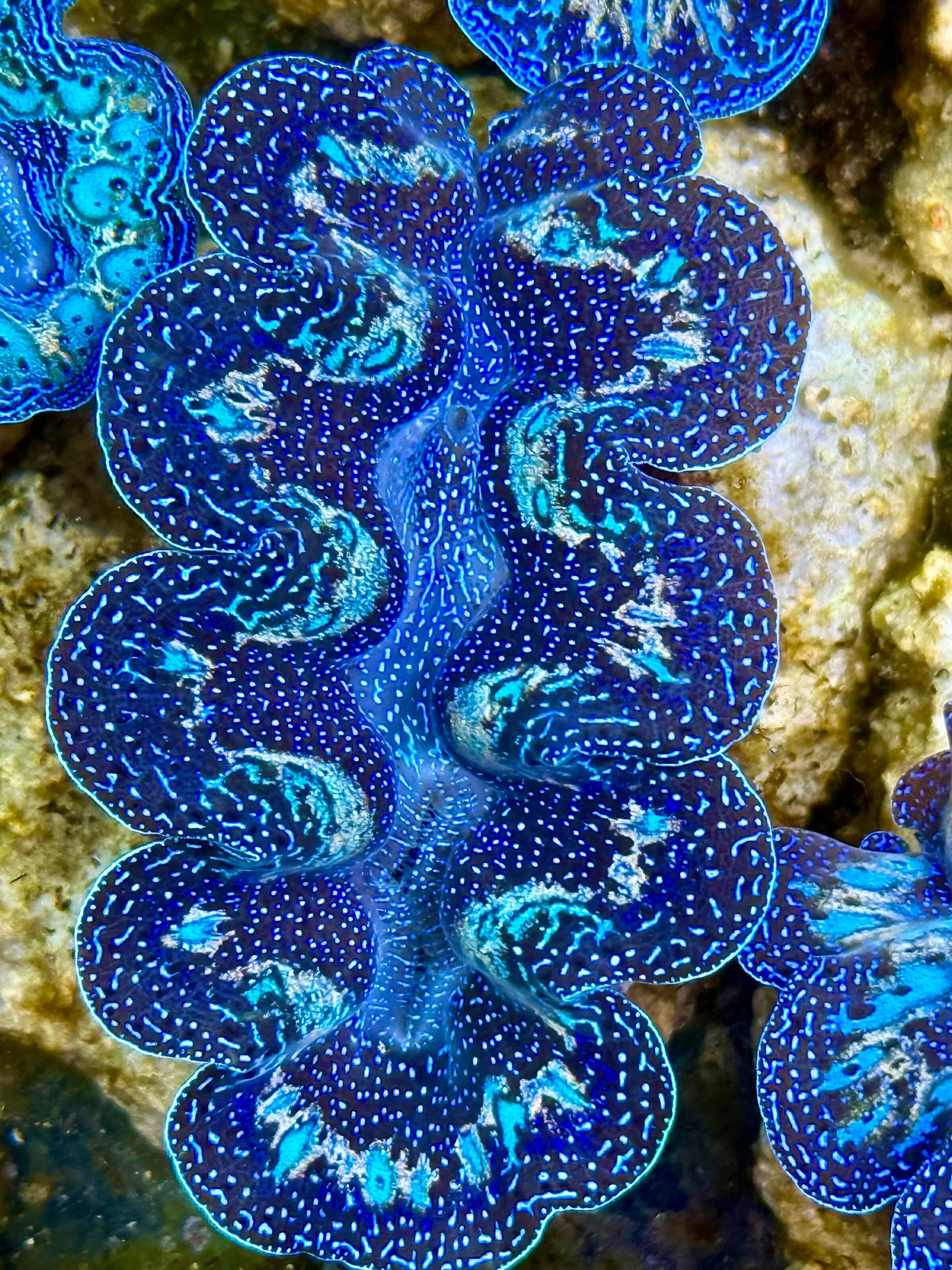 Captive Bred Cultured Rainbow Tridacna Clam 2” to 2.5 inches K