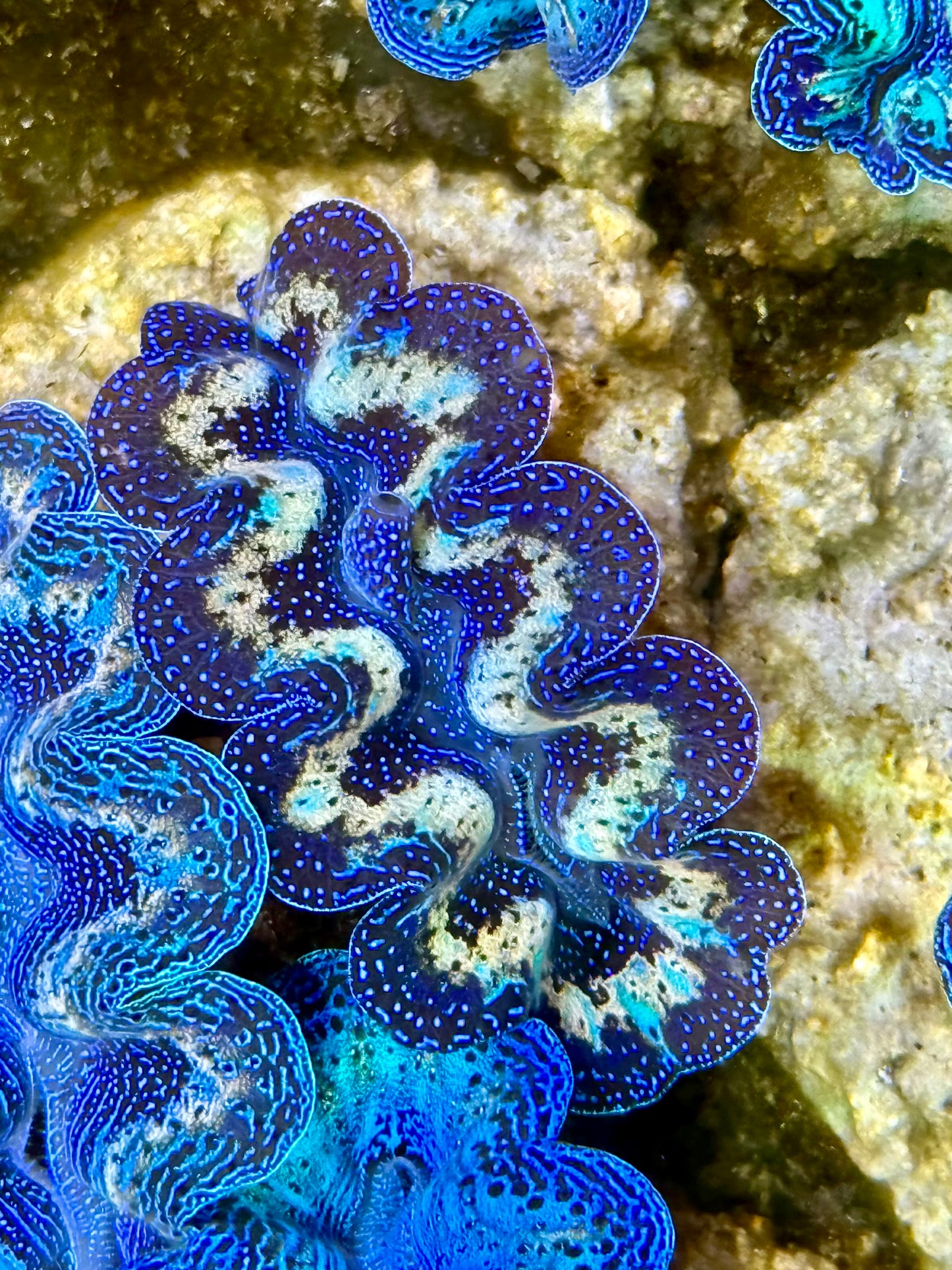 Captive Bred Cultured Rainbow Tridacna Clam 2” to 2.5 inches K