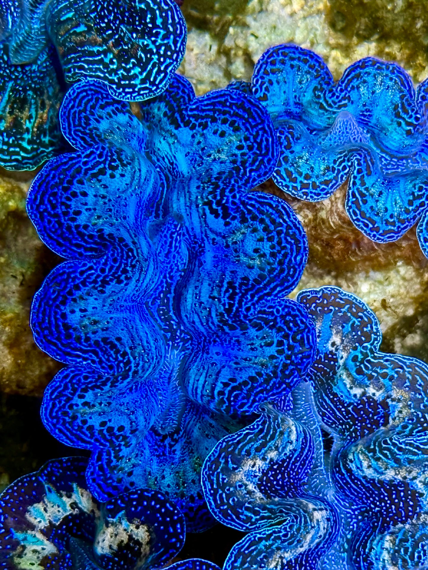 Captive Bred Cultured Rainbow Tridacna Clam 2” to 2.5 inches K