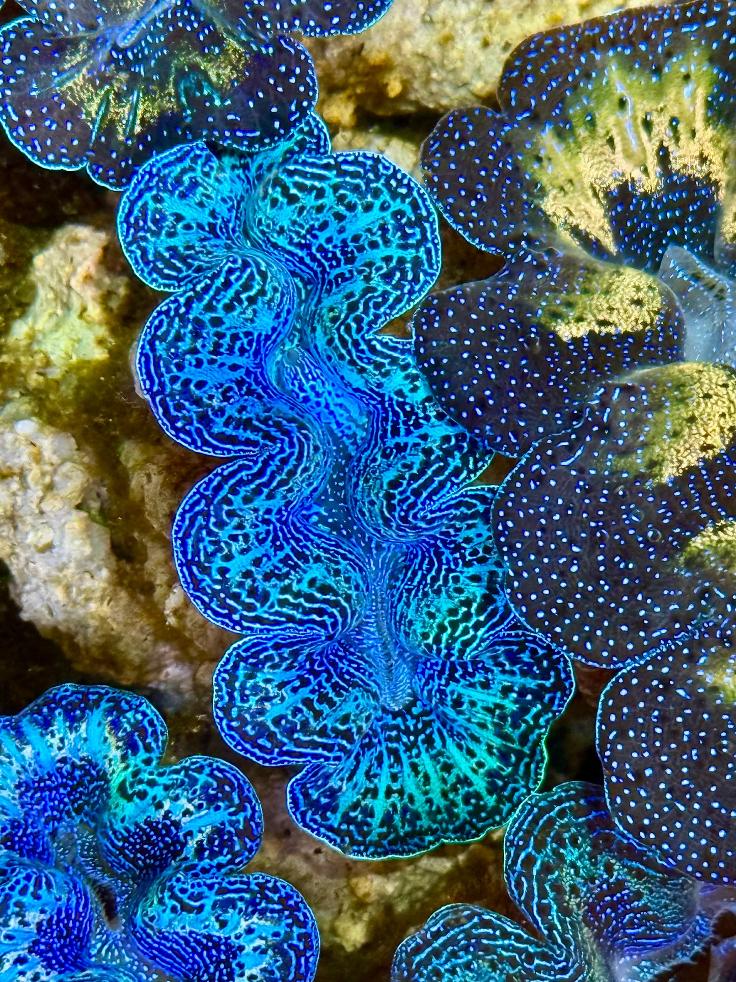 Captive Bred Cultured Tridacna Clam 2” to 2.5 inches K