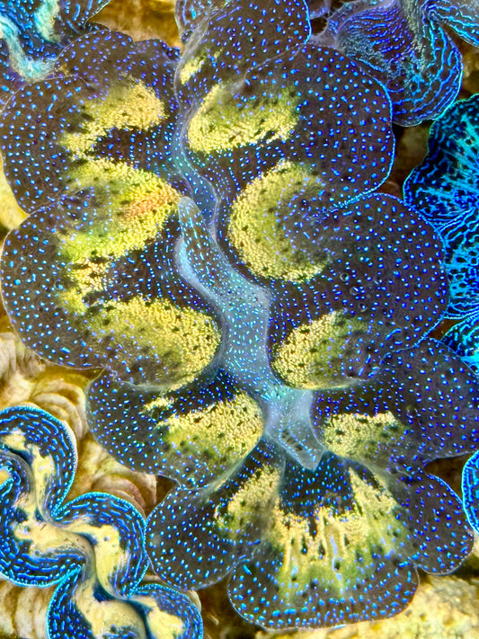 Captive Bred Cultured Tridacna Clam 2” to 2.5 inches K