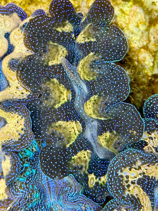 Captive Bred Cultured Tridacna Clam 2” to 2.5 inches K