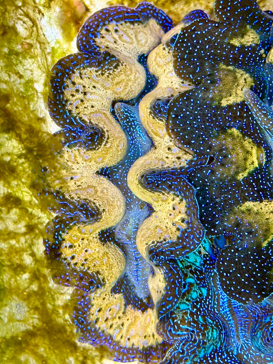 Captive Bred Cultured  Tridacna Clam 2” to 2.5 inches K