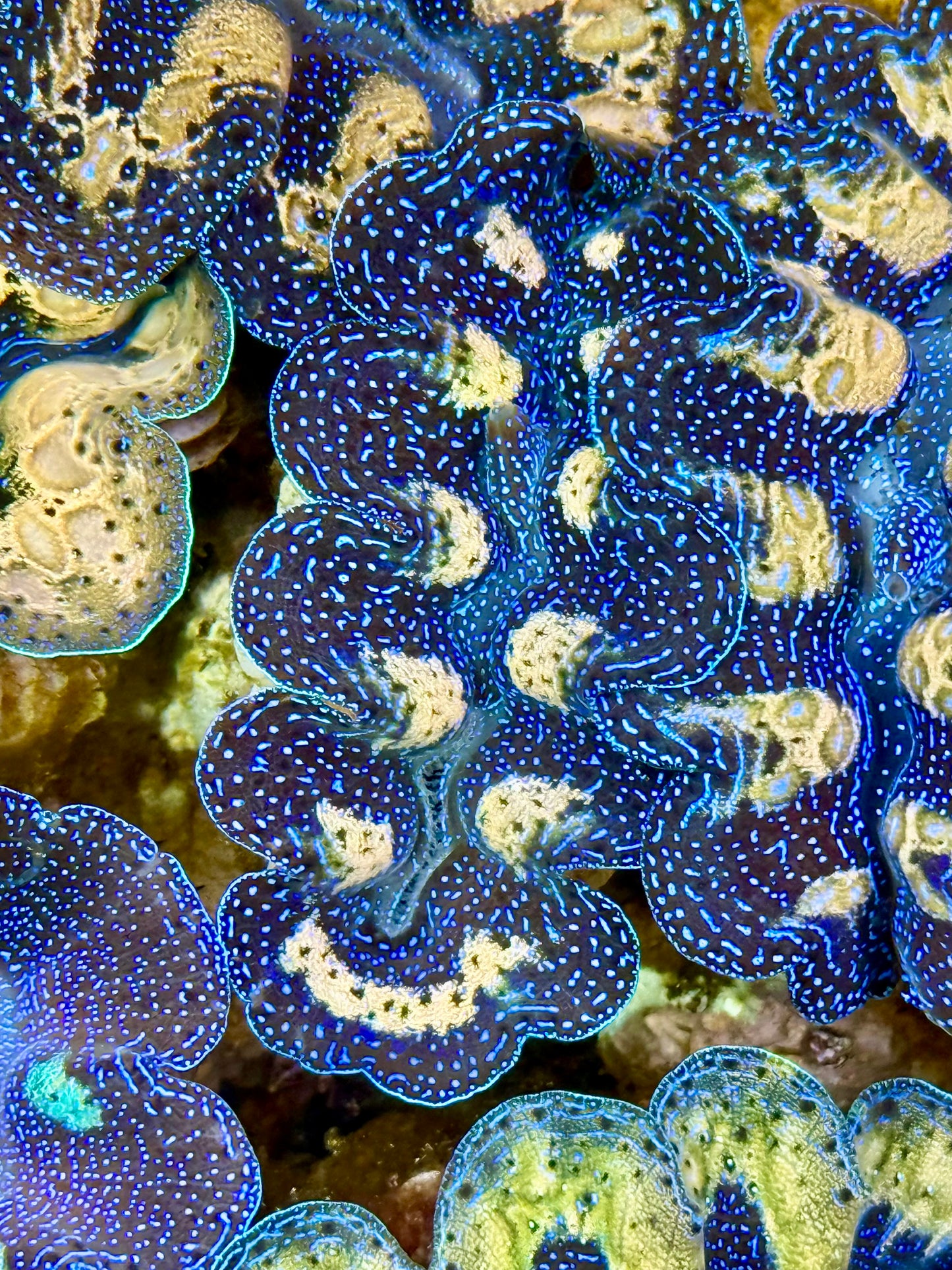 Captive Bred Cultured  Tridacna Clam 2” to 2.5 inches K